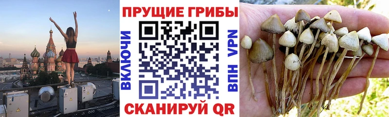 цена   Калтан  Галлюциногенные грибы MAGIC MUSHROOMS 
